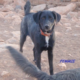 femmie c2 2621-366-11